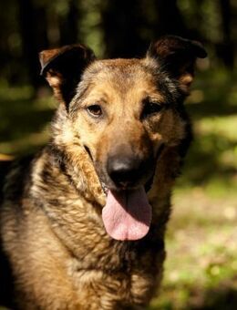 Yasha❤️in 83543 Rott am Inn - Rott (Inn)