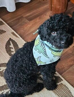 Shih poo Welpen, Shih tzu/ Zwergpudel, - Glandorf