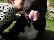 Deckrüde American Bully XL - Basel