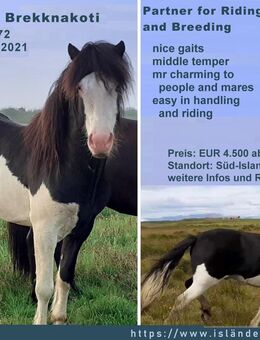 Reit-/Zuchthengst bombproof, in schicker Helmscheckjacke - Ihlienworth