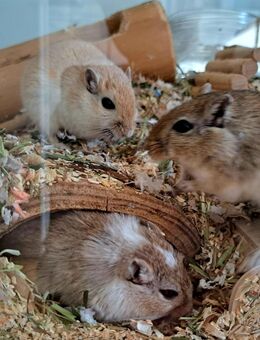 3 Rennmaus Gerbil Böckchen suchen gemeinsam ihr Zuhause - Weinheim