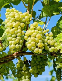 Sonnige Landliebe-Wohnung - Wertheim