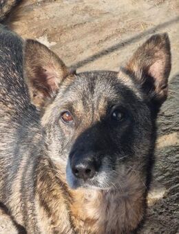 Senior DWAYNE sucht liebes Zuhause - Neuberg