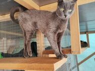 FiV+ Katze Grace - Grevenbroich