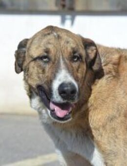 Massimo - liebevoll mit uns Menschen - Sulzbach-Laufen