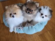 Zuckersüße Zwergspitz (Pomeranian) suchen ab jetzt ein liebevolles Für-immer-Zuhause - Bremen