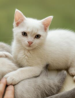 BKH Katerchen weiß pointed - Buchholz (Nordheide)