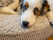 Australian Shepherd Hündin - Euskirchen