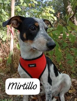 Mirtillo - Rieden (Rheinland-Pfalz)