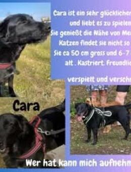 Cara sucht dringend ihre Menschen 💔 - Freilassing