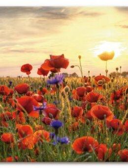 Artland Wandbild Mohnblumen, Blumen (1 St), als Alubild, Outdoorbild, Leinwandbild, Poster, Wandaufkleber