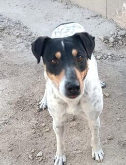 Rocky was musste er erdulden Alb - Ludwigshafen (Rhein)