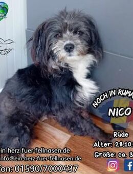 NICO - hatte Glück im Unglück - Waakirchen