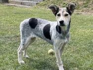 Sally - zarte Entdeckerin sucht Zuhause - Rambin