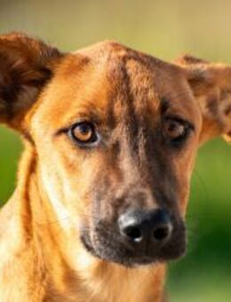 Bjarne ein echter Schatz sucht dich 🐾 - München