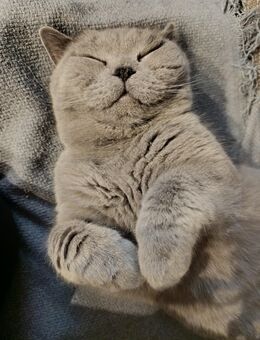 Britisch Kurzhaar Kater - Volkmarsen