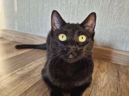 Liebenswerter Kater sucht ein Zuhause - Leverkusen