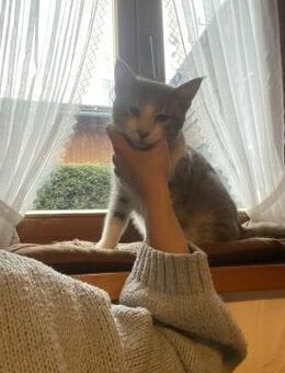 Zuhause gesucht für Mogli - Miesbach