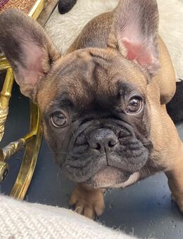 Französische Bulldoggen Welpen - Nürnberg