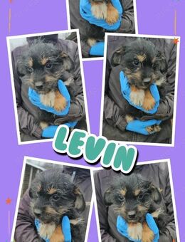 Welpe Levin bald auf Pflegestelle - Nürnberg