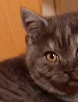 4 total verschmuste Bkh Babys Choco kitten suchen ab sofort neue Eltern die gerne kuscheln Choco Traum - Gelsenkirchen Bismarck
