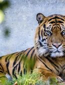 Hundebetreuung & Katzenbetreuung in 06493