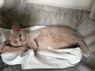 Seltene Farbe- BKH Kitten /2-Jungs - Werlte