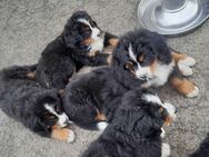 Berner Sennenhund Welpen - Wildberg (Baden-Württemberg)