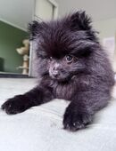 Pomeranian Welpe in 65201