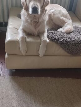 Golden Retriever/ Labrador Retriever - Otterndorf