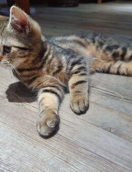 Perser Mix Katzenbaby / Kitten abzugeben - Ahrensfelde