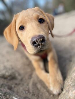 Labrador Retriever Redfox – liebevolle Junghündin sucht neues Zuhause 🐾 - Bergisch Gladbach