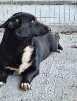 Danilo sucht seine Menschen - Köln