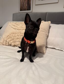 Chihuahua Dame 2 Jahre - Bielefeld Brackwede
