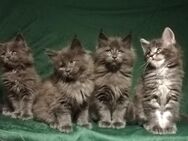 Reinrassige Maine coon Kitten - Erkelenz