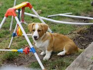 Welsh Corgi Cardigan Welpen mit VDH Ahnentafel - Goch