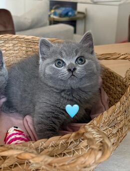 1 BKH (Britisch Kurzhaar) Kitten männlich reinrassig sucht neues zu Hause auf Lebenszeit - Gelsenkirchen Bismarck