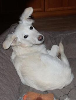 Welpenmädchen Belka sucht ein Zuhause - Tornesch