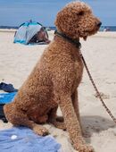 F1 Labradoodle Welpen in 17109