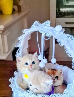 BKH Kitten sofort zur Verkaufen - Obere Warnow
