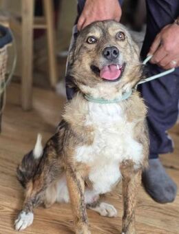 Levi - startklar für eine tolle Familie - Overath