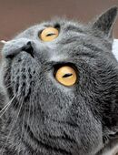 Reinrassige BKH Deckkater in 13125