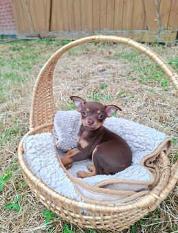 Welpen Prager Rattler/Chihuahua - Dittersdorf