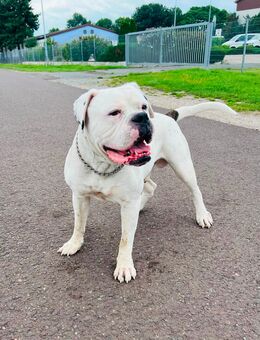 ❗️DRINGEND liebevoller Hund sucht neues Zuhause ❣️ - Burg Reesen