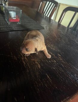 5 süße Jack Russell chiwawa mischlinge - Rahden