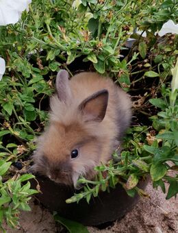 Hase jung zu verkaufen mit 17 Wochen sehr zutraulich - Heidenheim