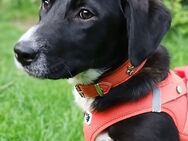 Loukia ist ein fröhlicher Welpe - Gelsenkirchen