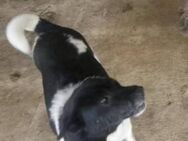 Stanley sucht ein liebevolles Zuhause - Blankenheim (Nordrhein-Westfalen)