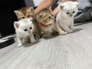 Bkh kitten (noch drei)