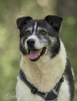 Golden Girl - lustig, entspannt und aufg - Eixen